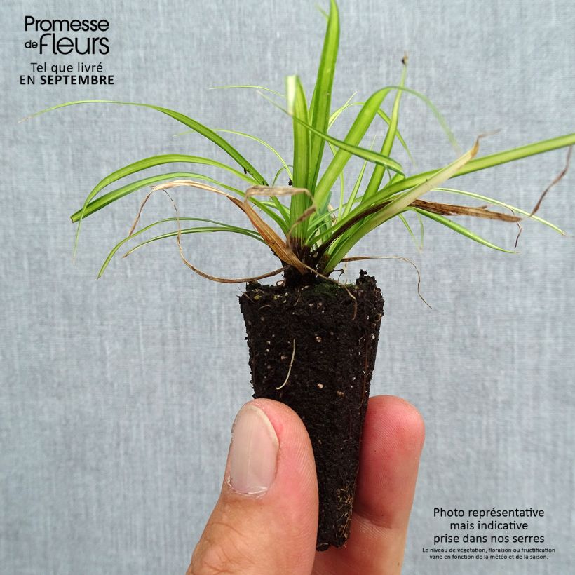 Ejemplar de Carex oshimensis EverColor Eversheen minicepellón: Ø 3/4 cm entregado en otoño