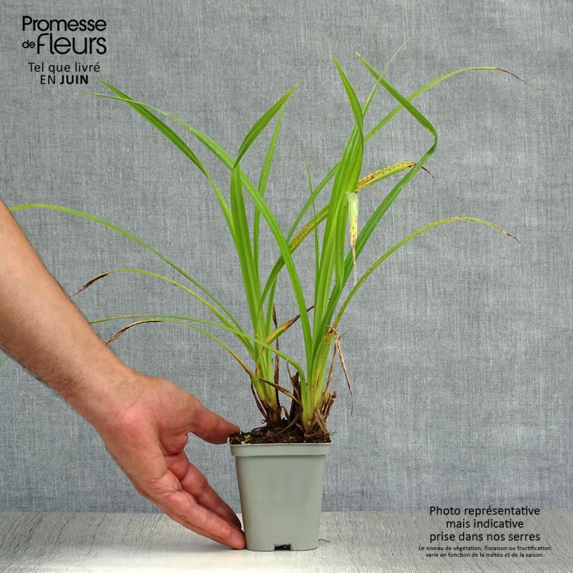 Ejemplar de Carex pendula Maceta de 8/9 cm entregado en verano