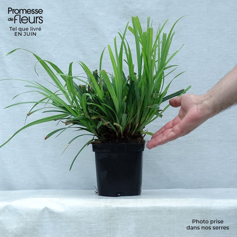 Ejemplar de Carex pendula Maceta 2L/3L entregado en verano
