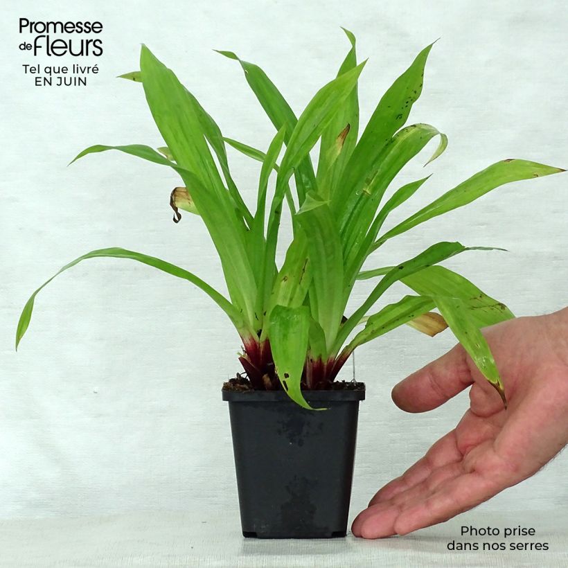 Ejemplar de Carex plantaginea Maceta de 8/9 cm entregado en verano