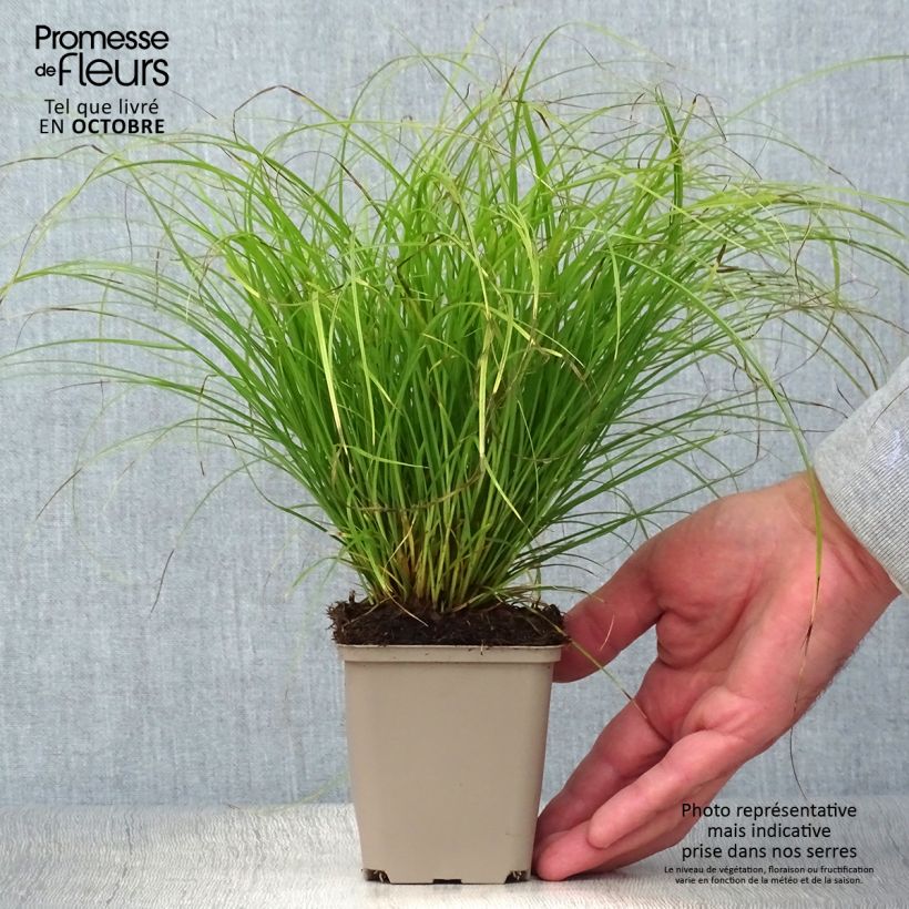 Ejemplar de Carex remota Maceta de 8/9 cm entregado en otoño