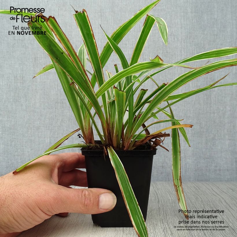 Ejemplar de Carex siderosticha Variegata Maceta de 8/9 cm entregado en otoño