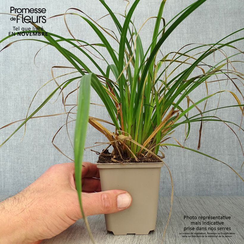 Ejemplar de Carex sylvatica Maceta de 8/9 cm entregado en otoño