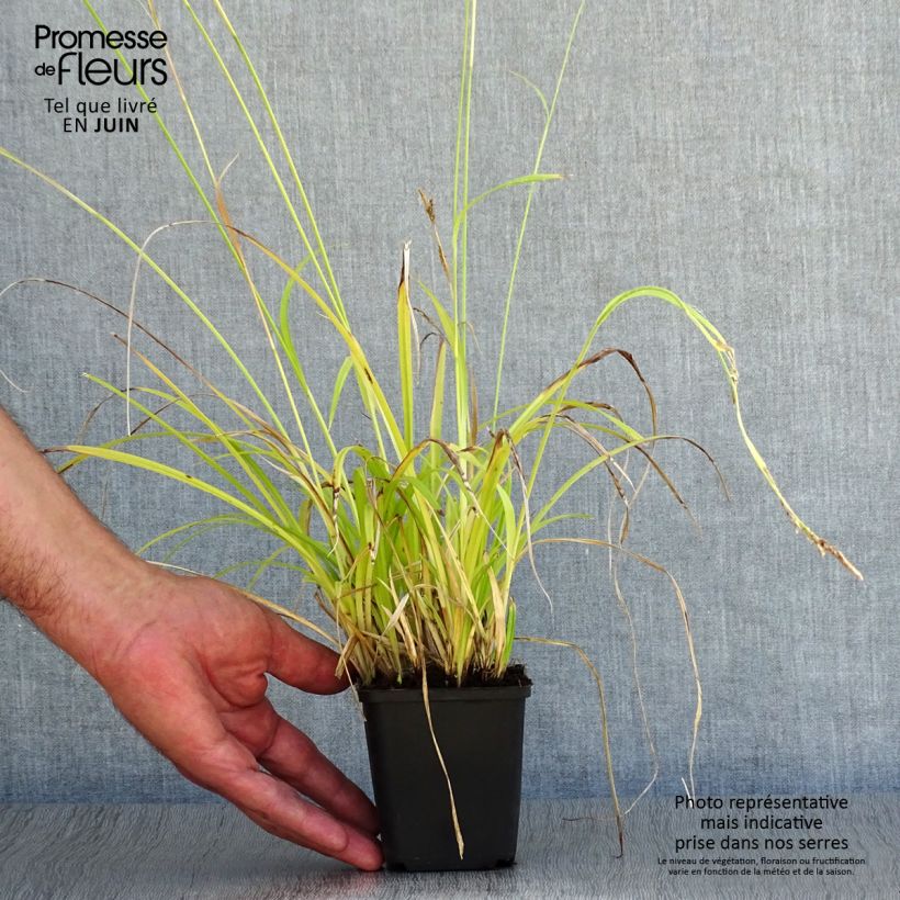 Ejemplar de Carex sylvatica - Laîche des bois en godet de 9 cm entregado en verano