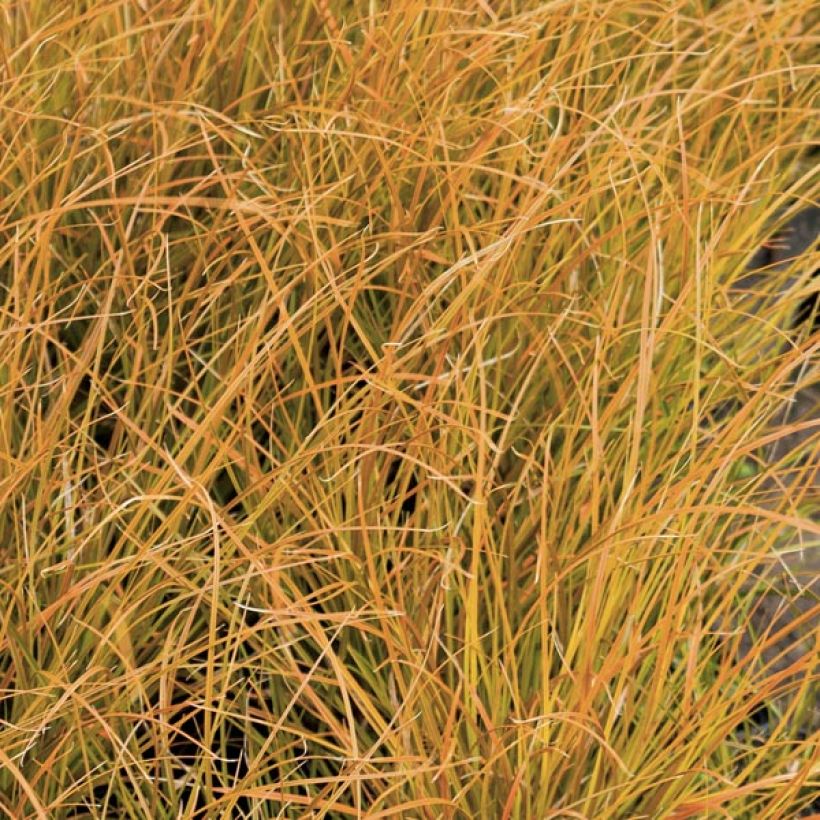 Carex testacea Prairie Fire (Follaje)