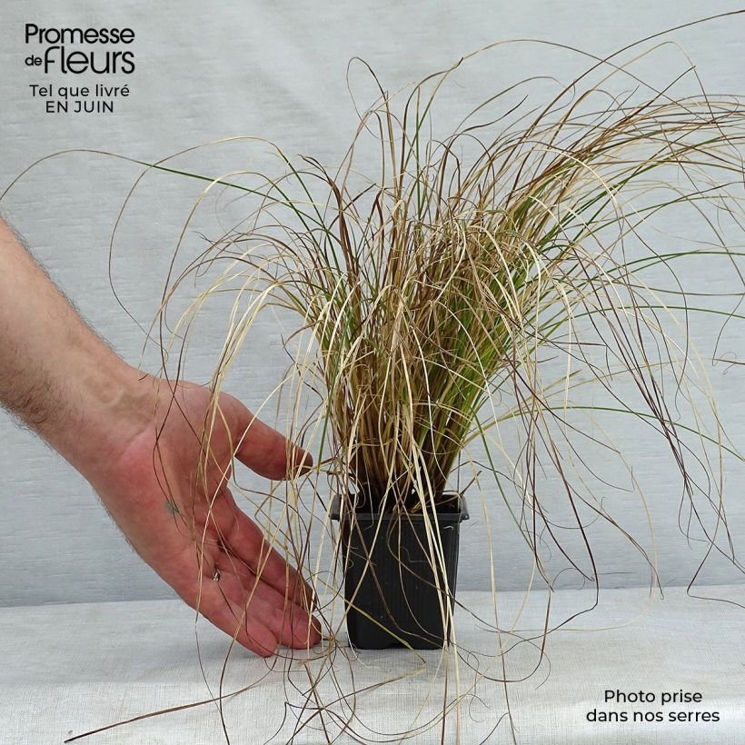Ejemplar de Carex testacea Prairie Fire - Laîche orange Godet de 8/9 cm entregado en verano