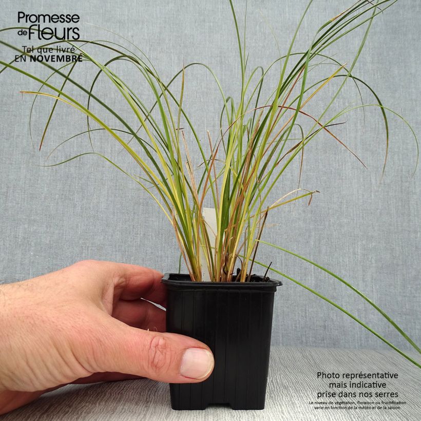 Ejemplar de Carex testacea Prairie Fire Maceta de 8/9 cm entregado en otoño