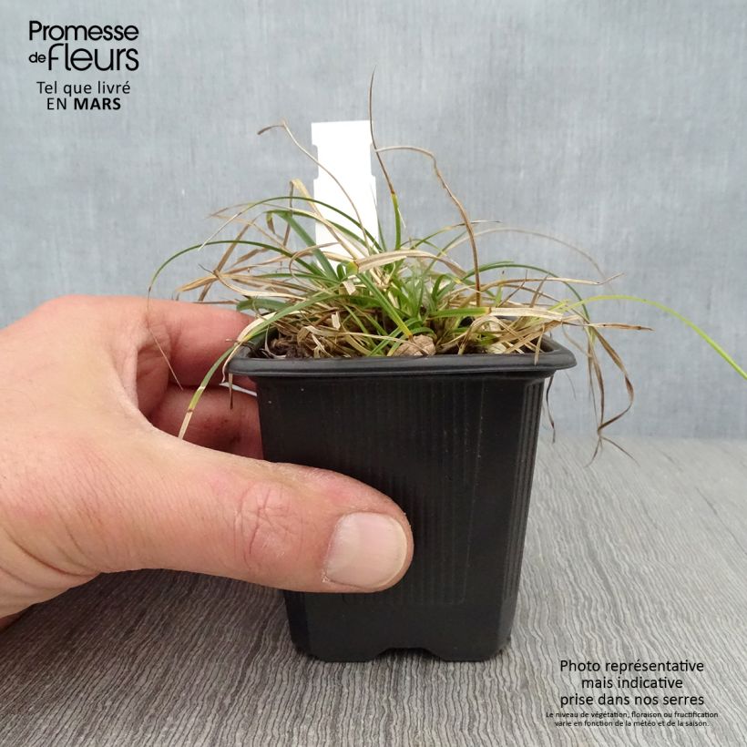 Carex umbrosa - Laîche des ombrages Godet de 8/9 cm Ejemplar entregado en la primavera