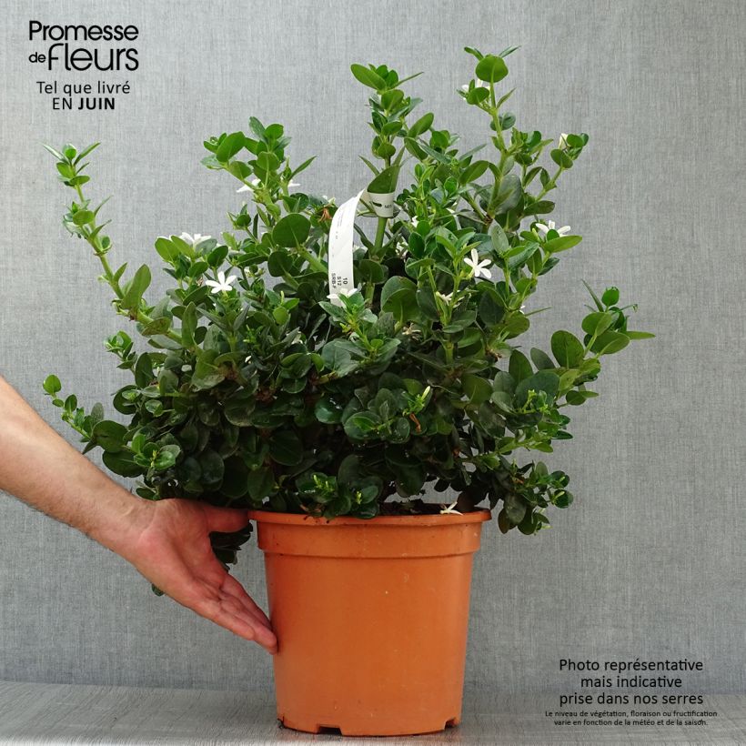 Ejemplar de Carissa macrocarpa - Ciruelo de Natal Maceta 7,5L/10L entregado en verano