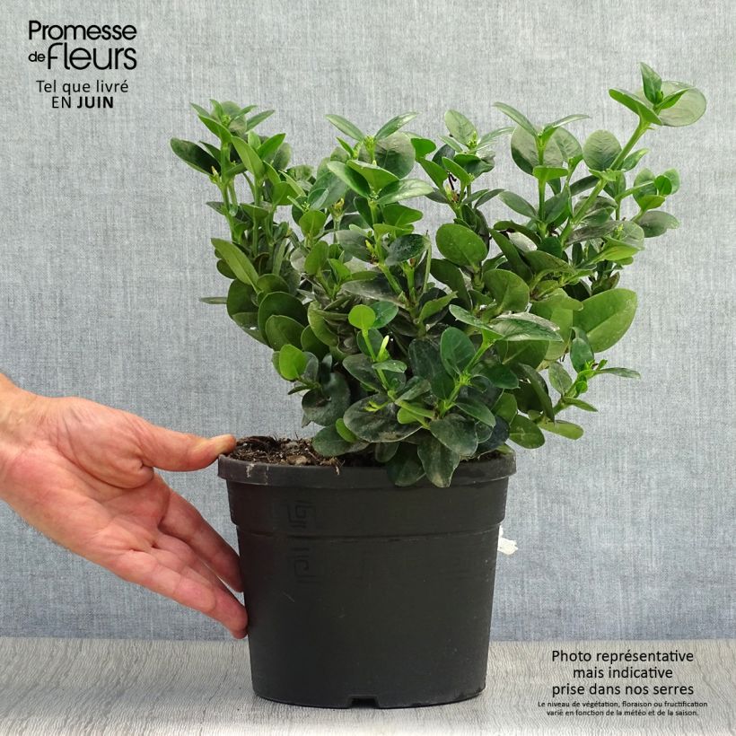 Ejemplar de Carissa macrocarpa Prostrata - Ciruelo de Natal Maceta 3L/4L entregado en verano