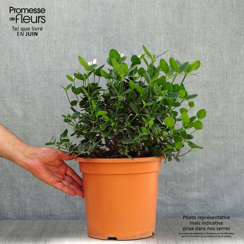 Ejemplar de Carissa macrocarpa Prostrata - Ciruelo de Natal Maceta 7,5L/10L entregado en verano