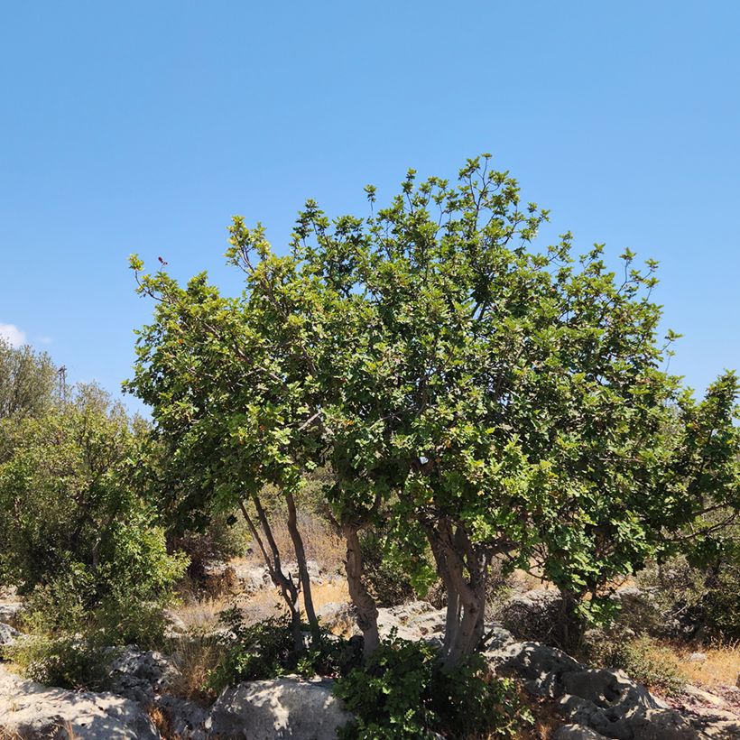 Algarrobo - Ceratonia siliqua (Porte)