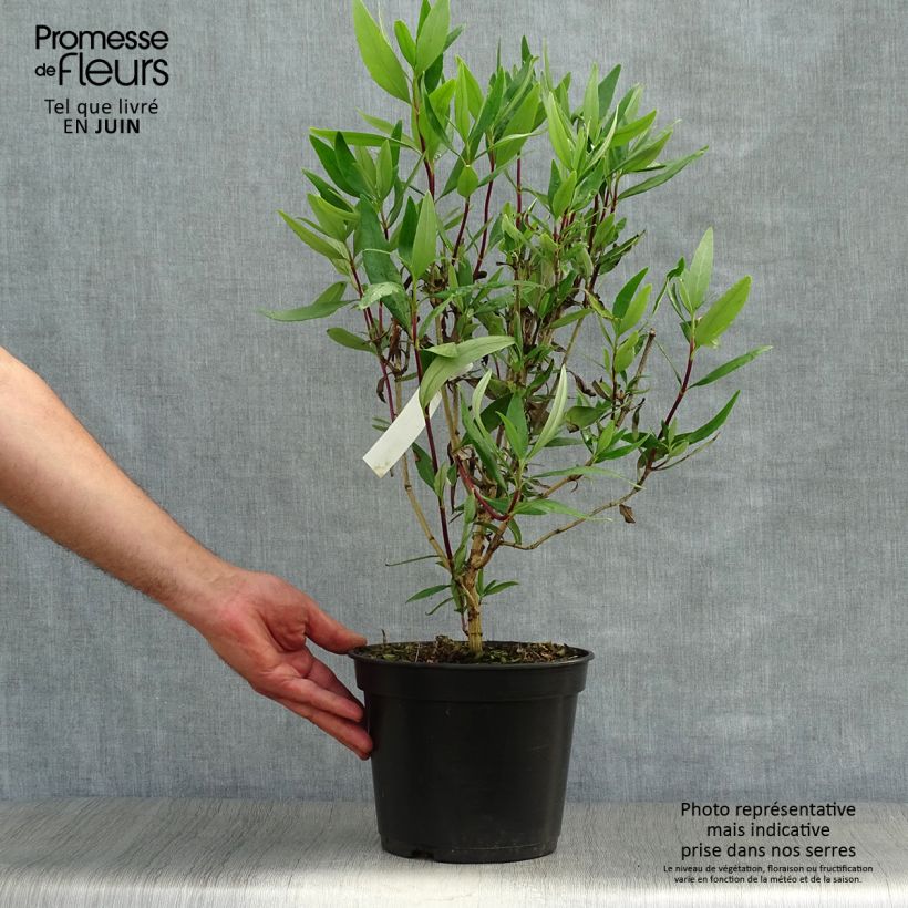 Ejemplar de Carpenteria californica Bodnant Maceta 3L/4L entregado en verano