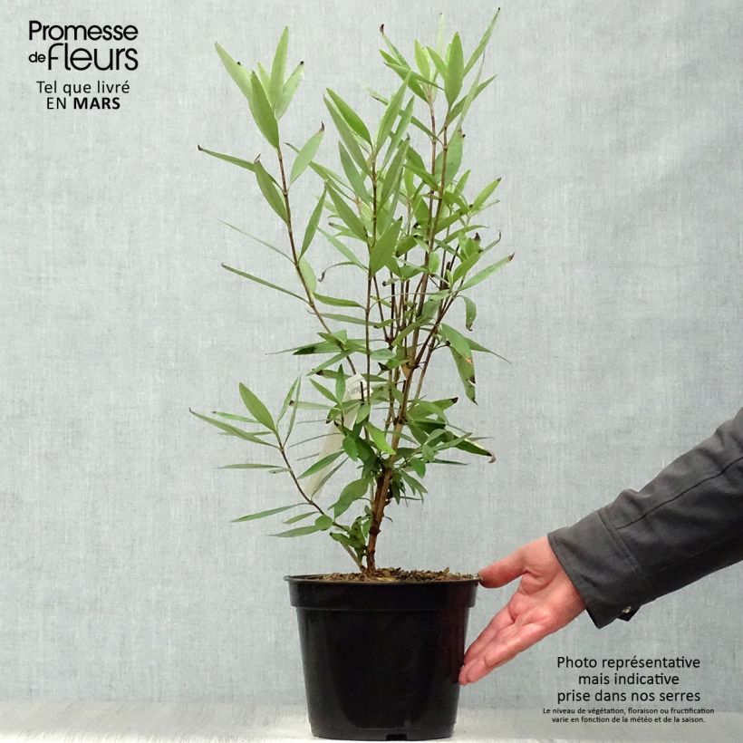 Carpenteria californica - Anémona de California Maceta 3L/4LAltura de entrega aprox. 50/60cm Ejemplar entregado en la primavera