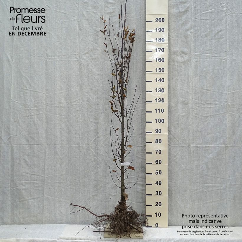 Carpe Fastigiata - Carpinus betulus Raíces desnudas Ejemplar entregado en invierno