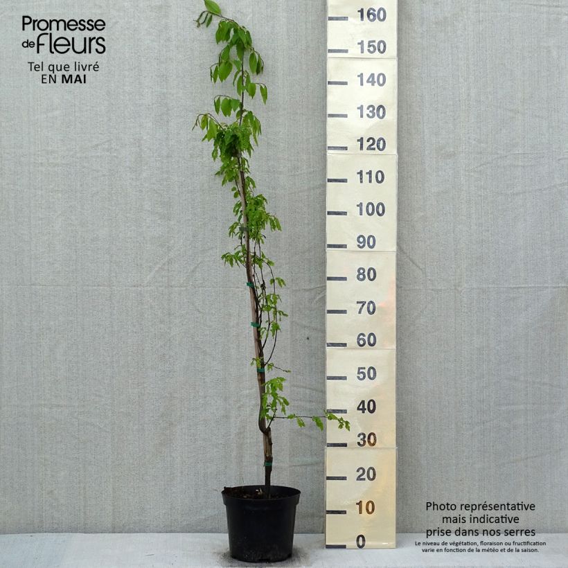 Carpe Quercifolia - Carpinus betulus Maceta 4L/5LAltura de entrega aprox. 80/100cm Ejemplar entregado en la primavera