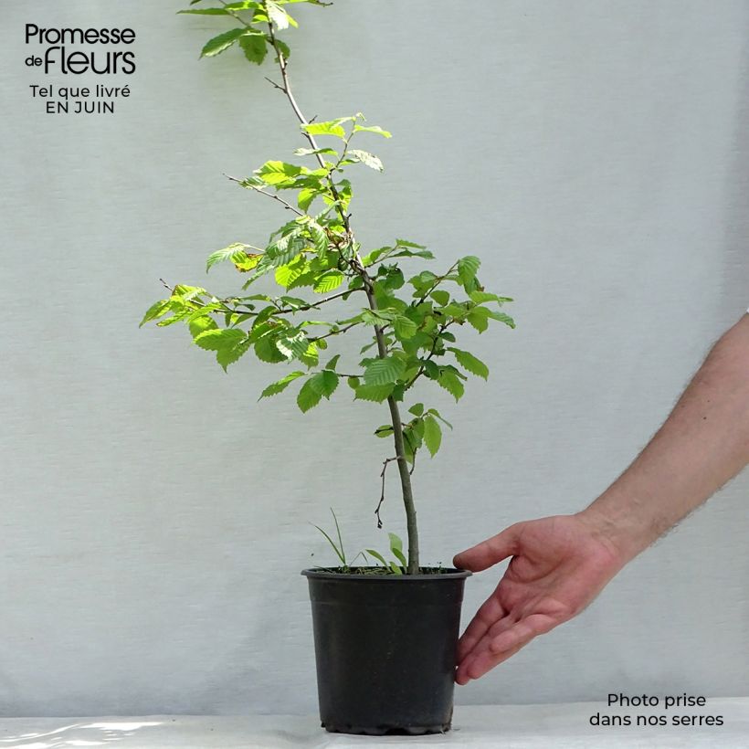 Ejemplar de Carpe - Carpinus betulus Maceta 2L/3LAltura de entrega aprox. 50/60cm entregado en verano