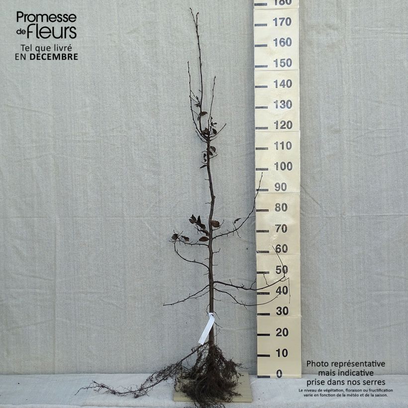Carpe - Carpinus betulus Raíces desnudasAltura de entrega aprox. 120/150cm Ejemplar entregado en invierno