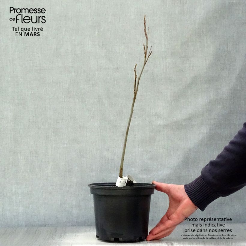 Nuez americana - Carya illinoinensis Maceta 3L/4LAltura de entrega aprox. 30/40cm Ejemplar entregado en la primavera