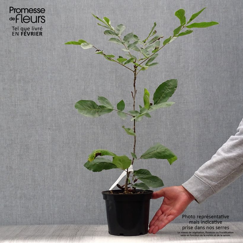 Ejemplar de Nuez americana - Carya illinoinensis Maceta 3L/4L entregado en otoño