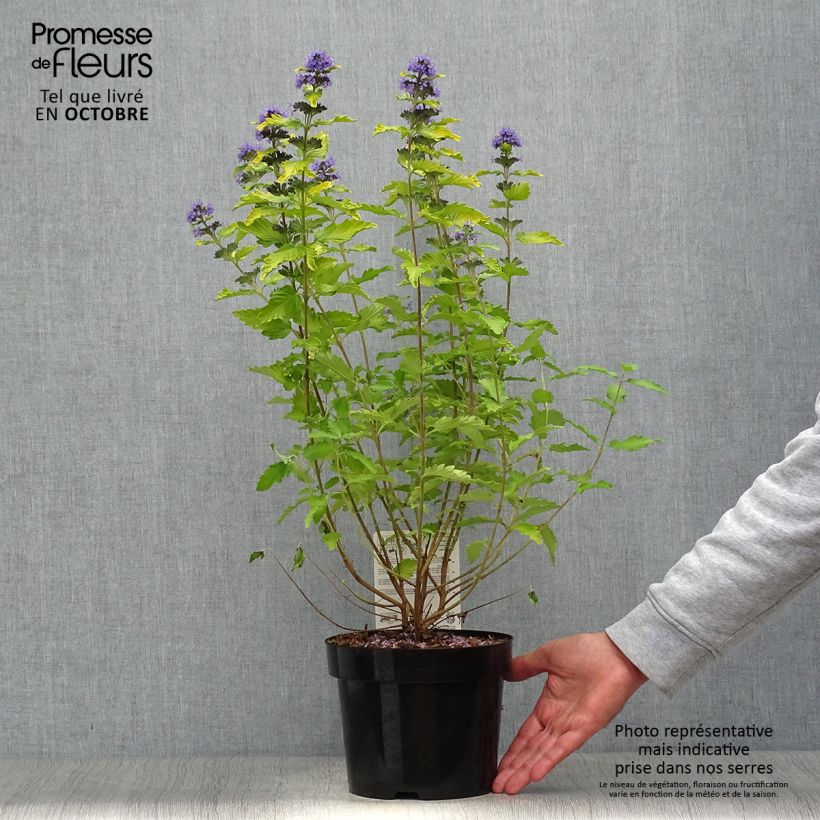 Ejemplar de Caryopteris clandonensis Hint of Gold Maceta 3L/4L entregado en otoño