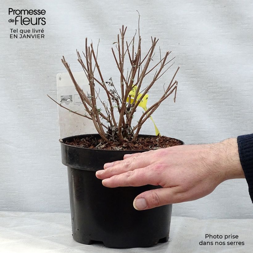Caryopteris clandonensis Petit Bleu Maceta 3L/4LAltura de entrega aprox. 25/30cm Ejemplar entregado en invierno