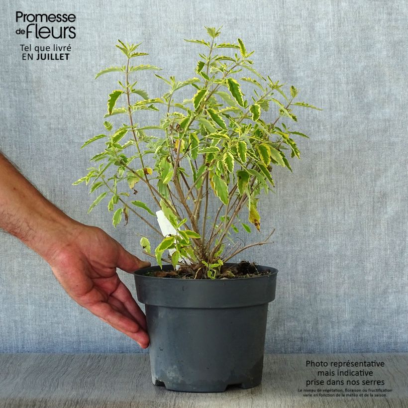 Ejemplar de Caryopteris clandonensis Summer Sorbet Maceta 3L/4LAltura de entrega aprox. 40/60cm entregado en verano
