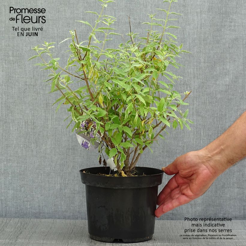 Ejemplar de Caryopteris clandonensis White Surprise Maceta 2L/3LAltura de entrega aprox. 40/60cm entregado en verano