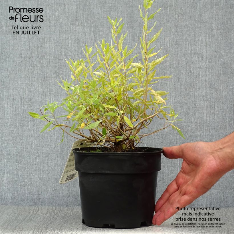 Ejemplar de Caryopteris clandonensis Worcester Gold Maceta 2L/3L entregado en verano