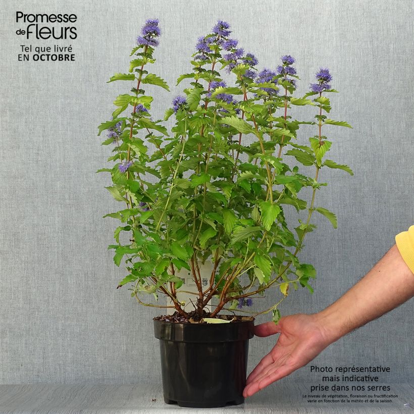 Ejemplar de Caryopteris clandonensis Good as Gold Maceta 2L/3L entregado en otoño