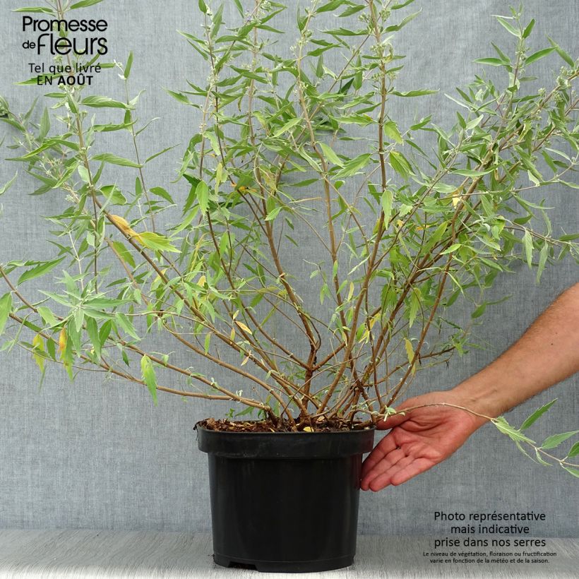 Ejemplar de Caryopteris clandonensis Heavenly Blue - Spirée bleue Pot de 7,5L/10LHauteur livrée env. 50/60cm entregado en verano