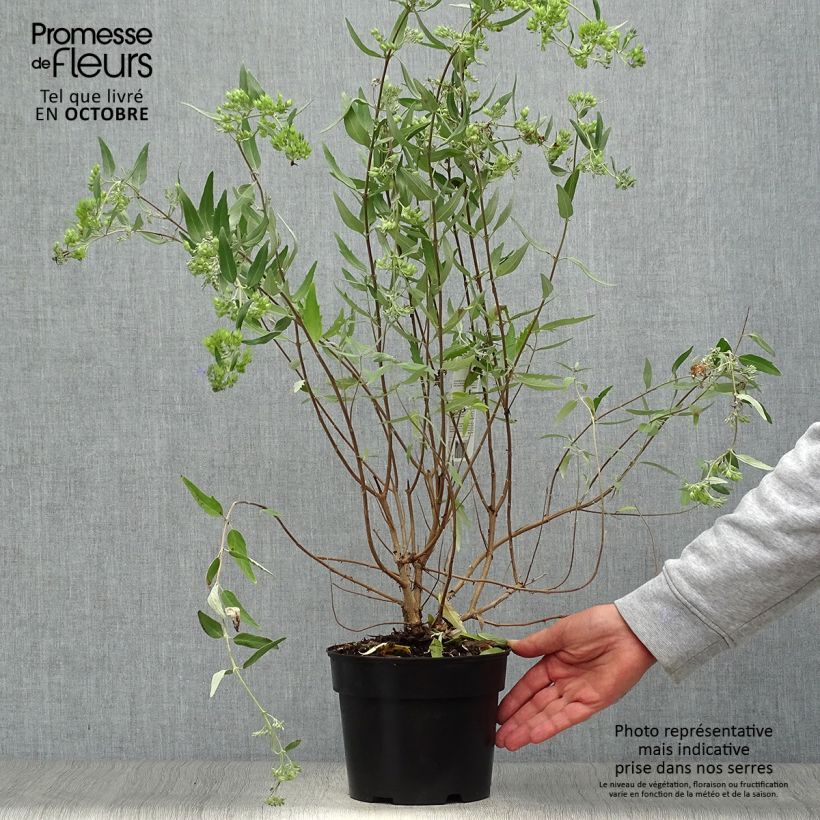 Ejemplar de Caryopteris clandonensis Heavenly Blue Maceta 2L/3L entregado en otoño
