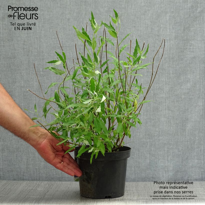 Ejemplar de Caryopteris clandonensis Heavenly Blue - Spirée bleue Pot de 2L/3LHauteur livrée env. 20/30cm entregado en verano