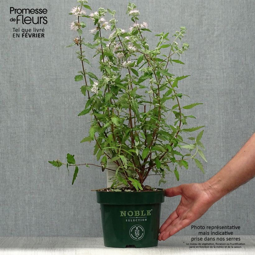 Ejemplar de Caryopteris clandonensis Pink Perfection Maceta 2L/3L entregado en otoño