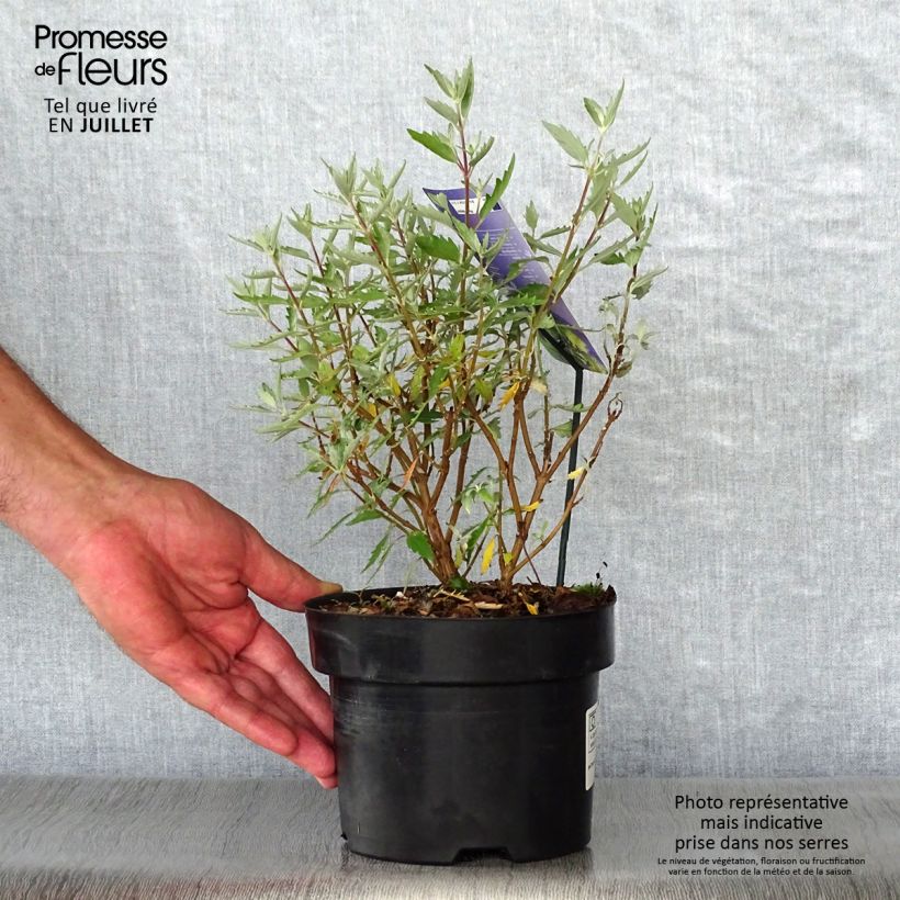 Ejemplar de Caryopteris clandonensis Sterling silver Maceta 2L/3LAltura de entrega aprox. 30/40cm entregado en verano