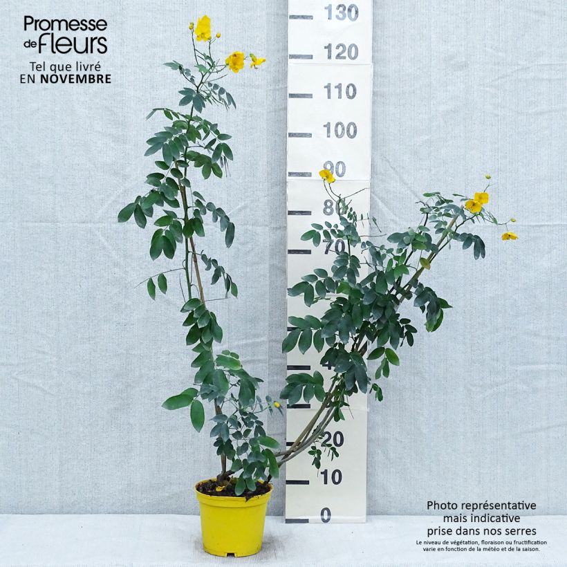 Ejemplar de Cassia floribunda - Casia Maceta 2L/3L entregado en otoño