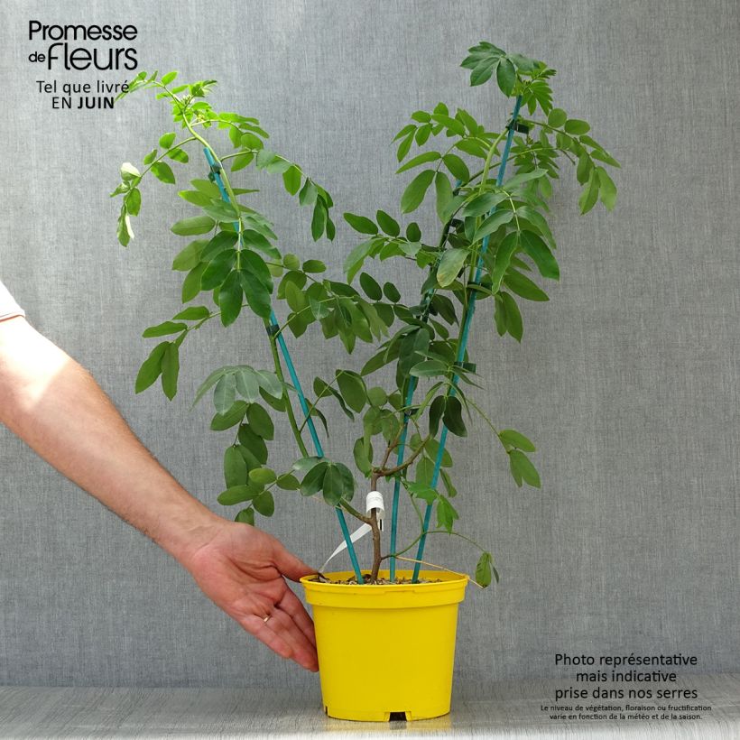 Ejemplar de Cassia floribunda - Casia Maceta 2L/3LAltura de entrega aprox. 40/60cm entregado en verano