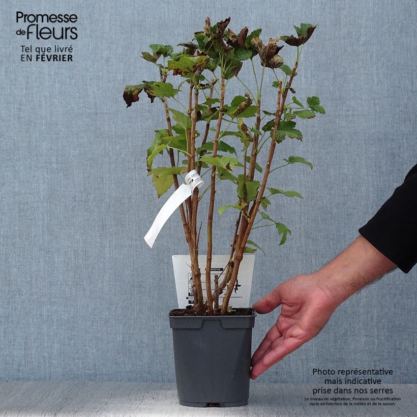 Ejemplar de Grosella negra Delbard Robusta Maceta 2L/3L entregado en otoño