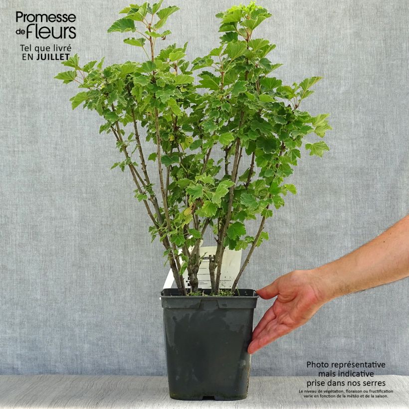 Ejemplar de Grosella negra Noir de Bourgogne Maceta 4L/5LAltura de entrega aprox. 80/100cm entregado en verano
