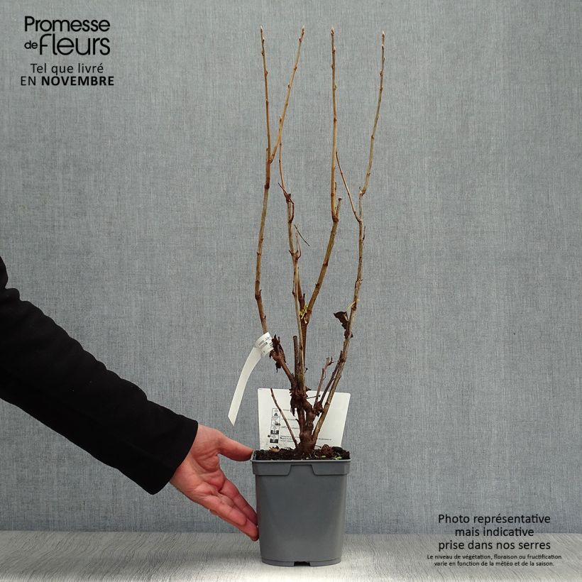 Ejemplar de Grosella negra Perles d'Auvergne Maceta 2L/3L, Formación arbustiva entregado en otoño