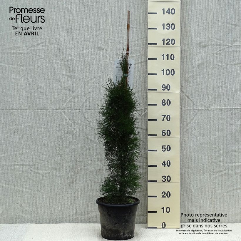 Casuarina equisetifolia Maceta 7,5L/10L Ejemplar entregado en la primavera
