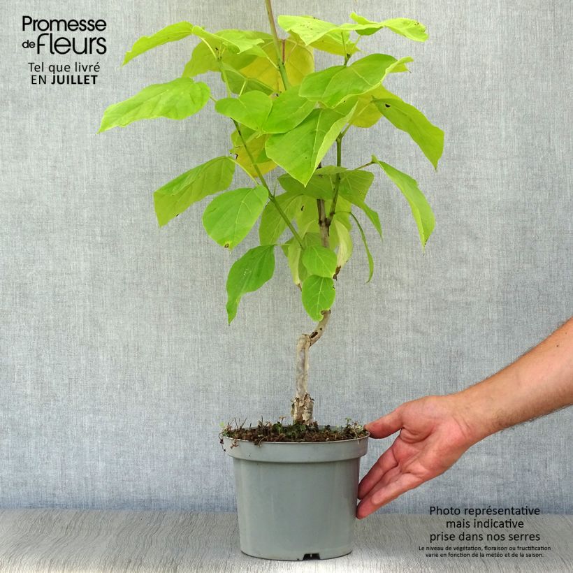 Ejemplar de Catalpa bignonioides Aurea - Catalpa doré en pot de 2/3L entregado en verano