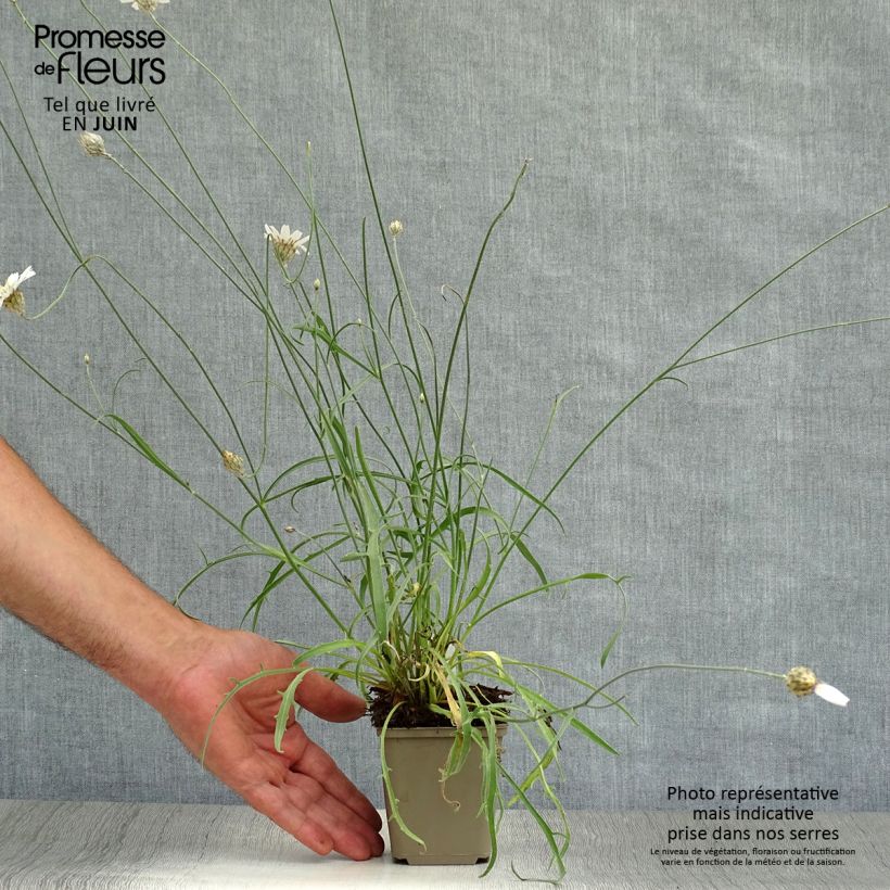 Ejemplar de Catananche caerulea Alba - Cupidone blanche Godet de 9cm entregado en verano
