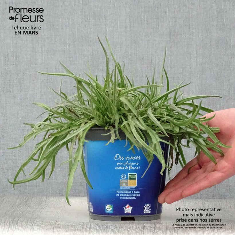 Catananche caerulea - Flecha de cupido Maceta 2L/3L Ejemplar entregado en la primavera