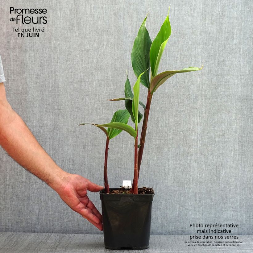 Ejemplar de Cautleya spicata Robusta - Gingembre de l'Himalaya Pot de 3L entregado en verano