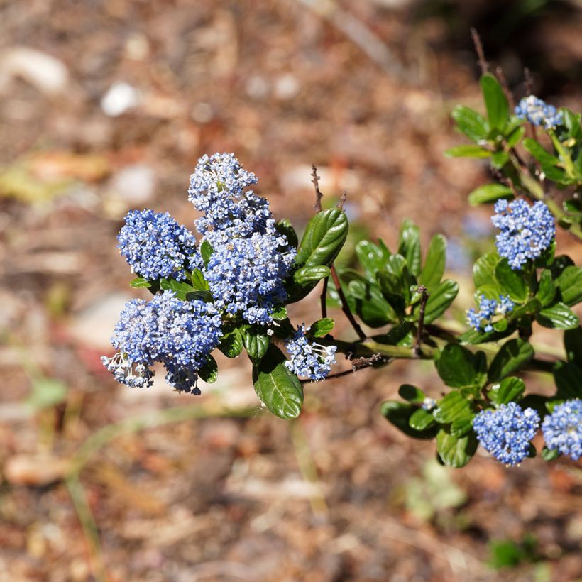 Ceanoto thyrsiflorus var. repens Blue Sapphire (Floración)