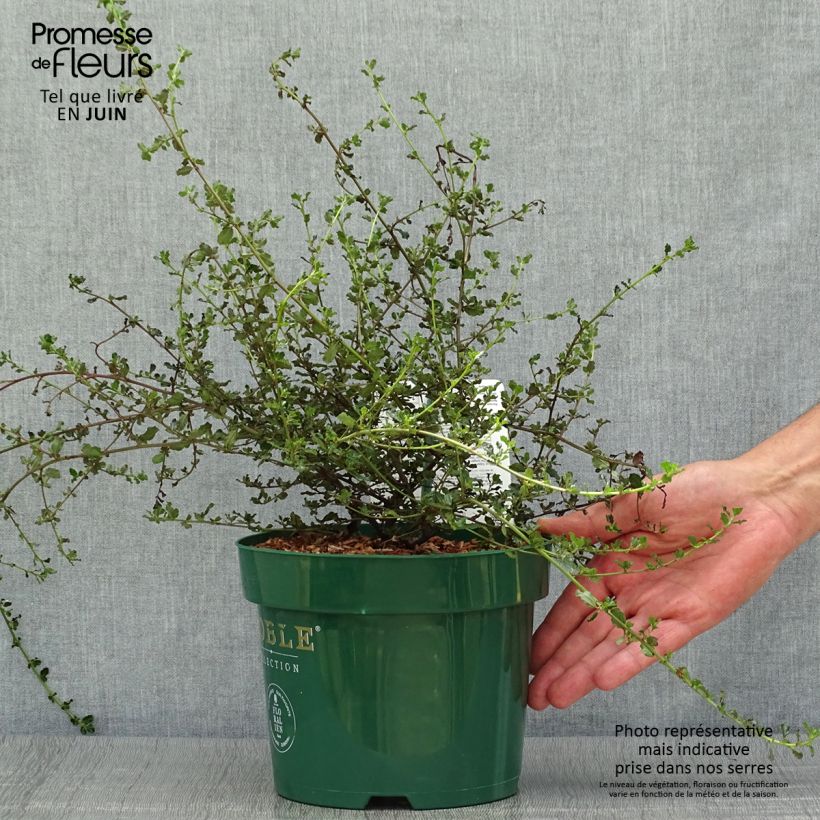 Ejemplar de Ceanoto thyrsiflorus var. repens Blue Sapphire Maceta 2L/3LAltura de entrega aprox. 30/40cm entregado en verano