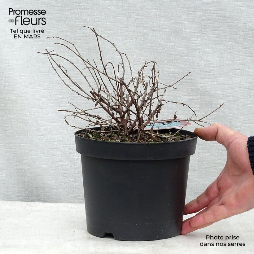 Ceanoto Edinburgh Maceta 2L/3LAltura de entrega aprox. 20/30cm Ejemplar entregado en la primavera