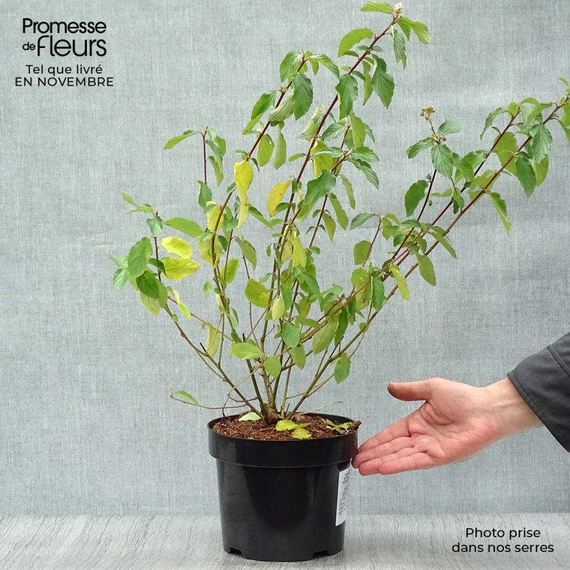 Ejemplar de Ceanoto Gloire de Versailles Maceta 3L/4L entregado en otoño