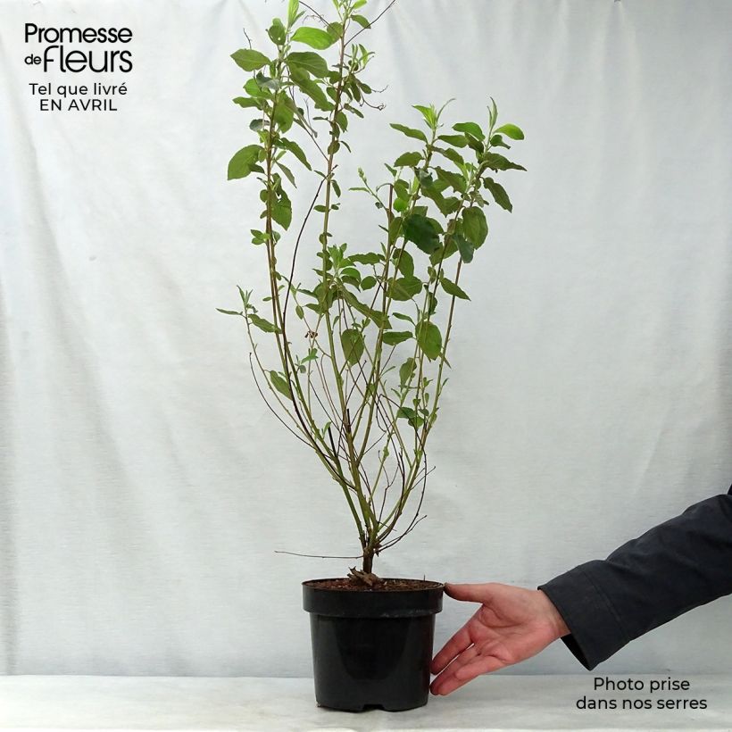 Ceanoto Gloire de Versailles Maceta 3L/4LAltura de entrega aprox. 40/50cm Ejemplar entregado en la primavera